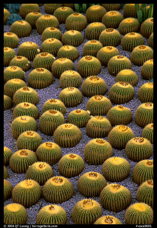 Decorative cactus on terrace of Getty Center, dusk. Brentwood, Los Angeles, California, USA<p>The name <i>Getty Center</i> is a trademark of the J. Paul Getty Trust. terragalleria.com is not affiliated with the J. Paul Getty Trust.