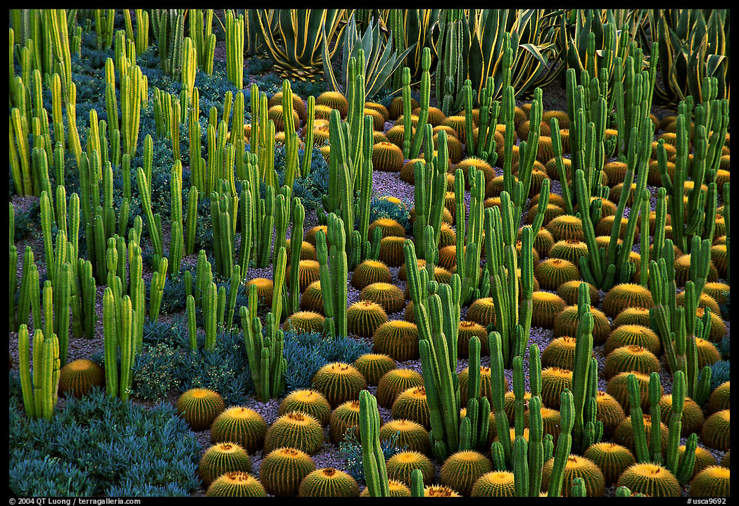 Decorative cactus on terrace of Getty Museum, dusk. Brentwood, Los Angeles, California, USA<p>The name <i>Getty Museum</i> is a trademark of the J. Paul Getty Trust. terragalleria.com is not affiliated with the J. Paul Getty Trust.