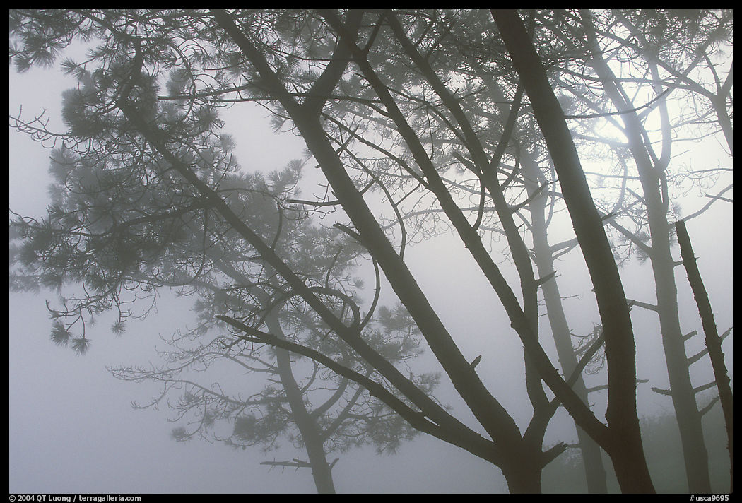 Pine trees in fog, La Jolla. La Jolla, San Diego, California, USA