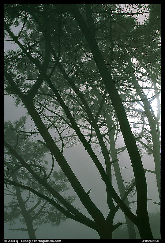 Pine trees in fog, La Jolla. La Jolla, San Diego, California, USA