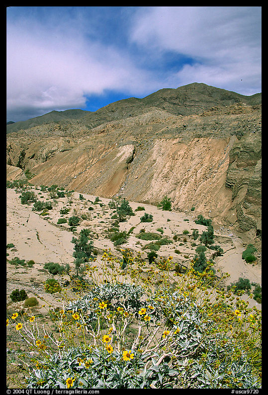 Yellow desert wildflowers, San Ysidro Mountains. Anza Borrego Desert State Park, California, USA