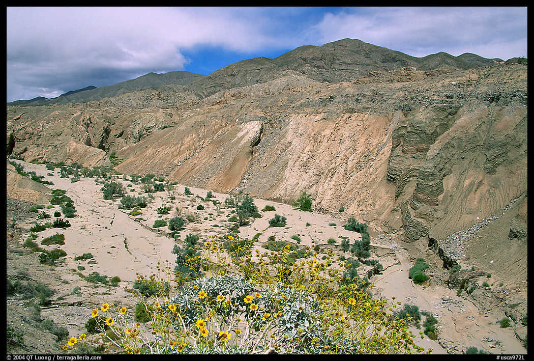 Yellow desert wildflowers, San Ysidro Mountains. Anza Borrego Desert State Park, California, USA