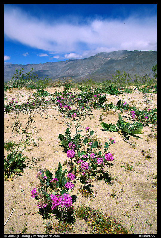 Purple desert wildflowers, San Ysidro Mountains. Anza Borrego Desert State Park, California, USA