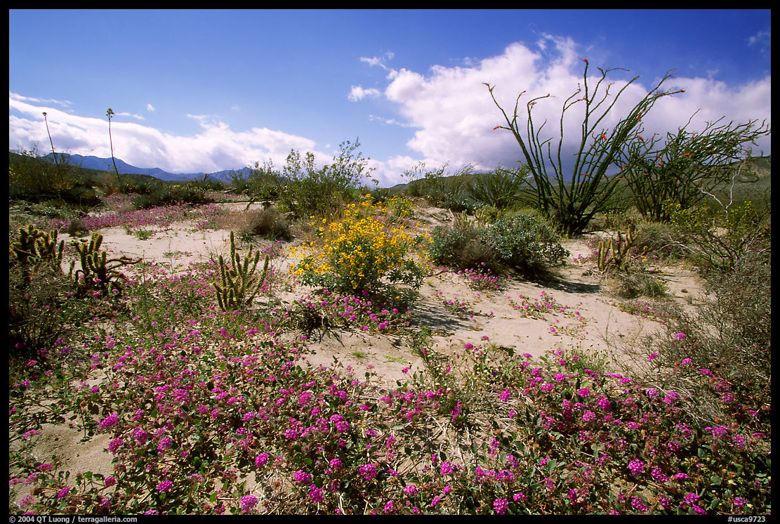 Desert wildflowers and Ocatillo. Anza Borrego Desert State Park, California, USA