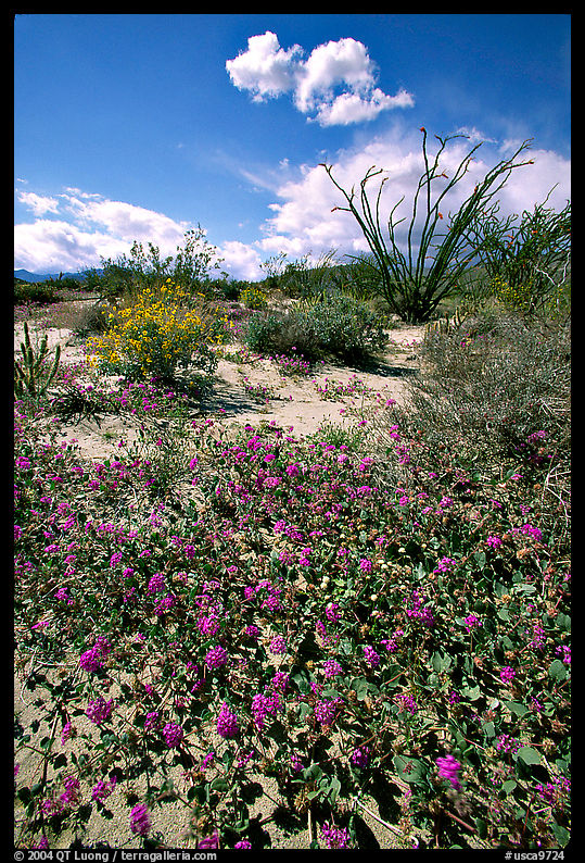 Desert wildflowers and Ocatillo. Anza Borrego Desert State Park, California, USA