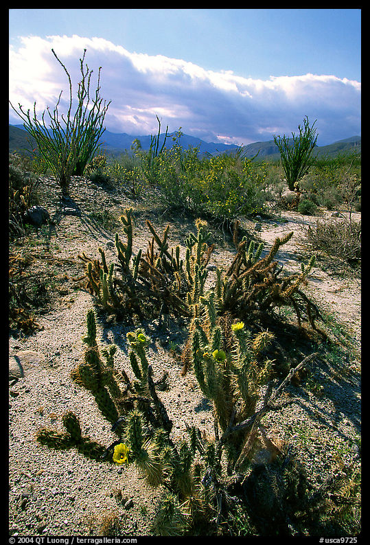 Cactus in bloom and Ocatillo,. Anza Borrego Desert State Park, California, USA