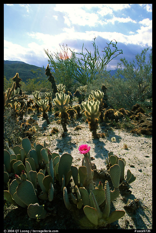 Cactus in bloom and Ocatillo,. Anza Borrego Desert State Park, California, USA