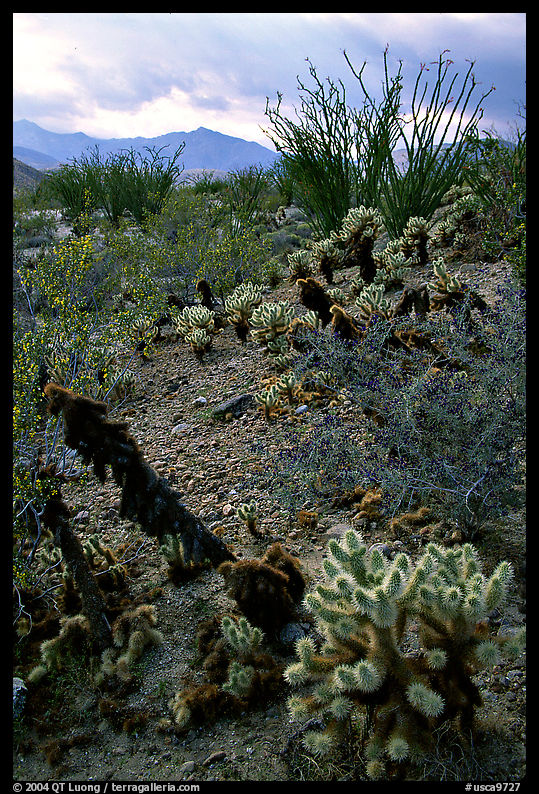 Cactus in cresote brush in bloom. Anza Borrego Desert State Park, California, USA