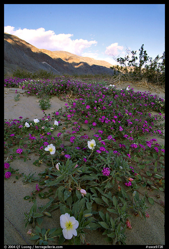 Daturas and pink wildflowers, evening. Anza Borrego Desert State Park, California, USA