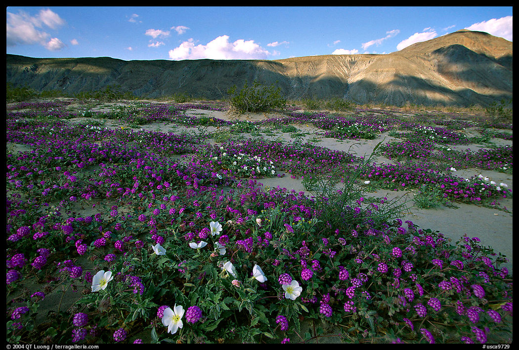 Daturas and wildflowers evening. Anza Borrego Desert State Park, California, USA