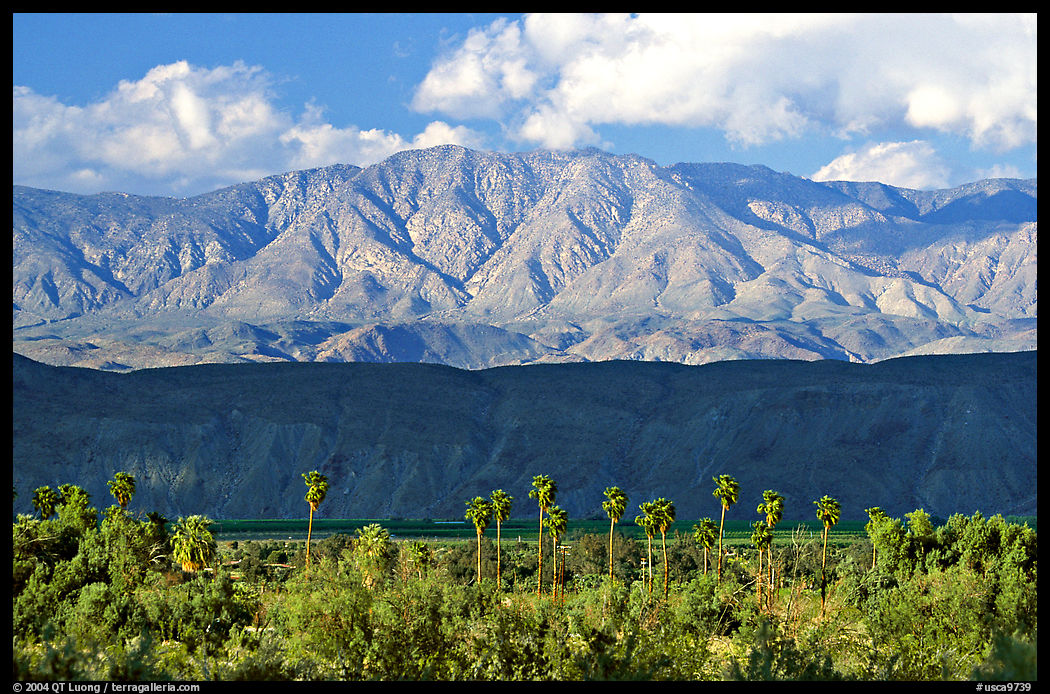 Palm Trees and mountains. Anza Borrego Desert State Park, California, USA
