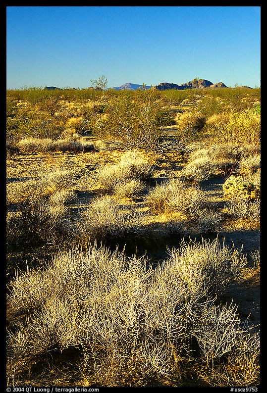 Sage bushes. Mojave National Preserve, California, USA