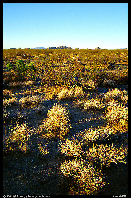 Sage bushes. Mojave National Preserve, California, USA