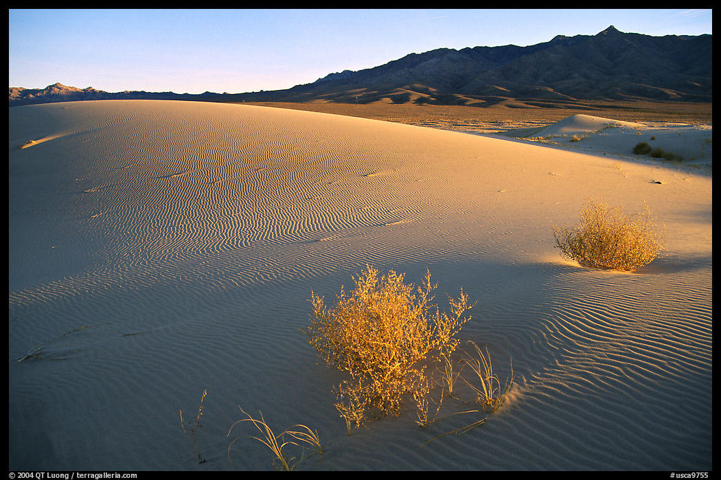 Kelso Dunes, sunset. Mojave National Preserve, California, USA