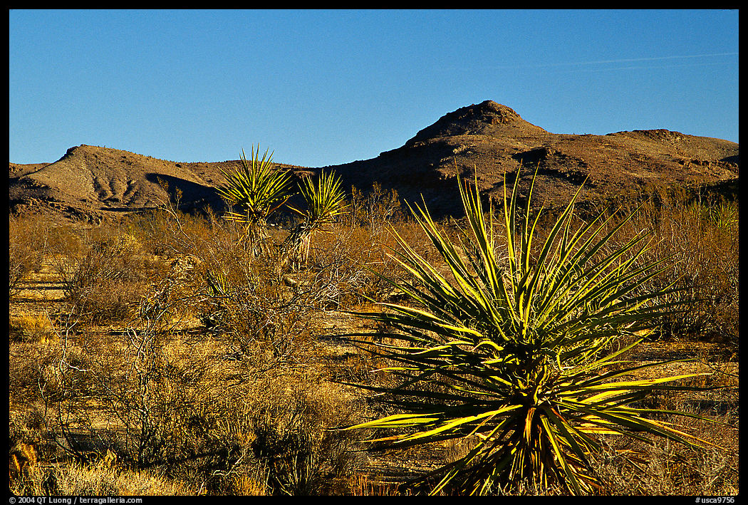 Yuccas and Cima Mountains. Mojave National Preserve, California, USA