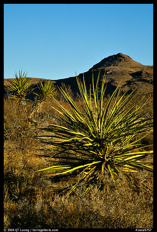 Yuccas and Cima Mountains. Mojave National Preserve, California, USA