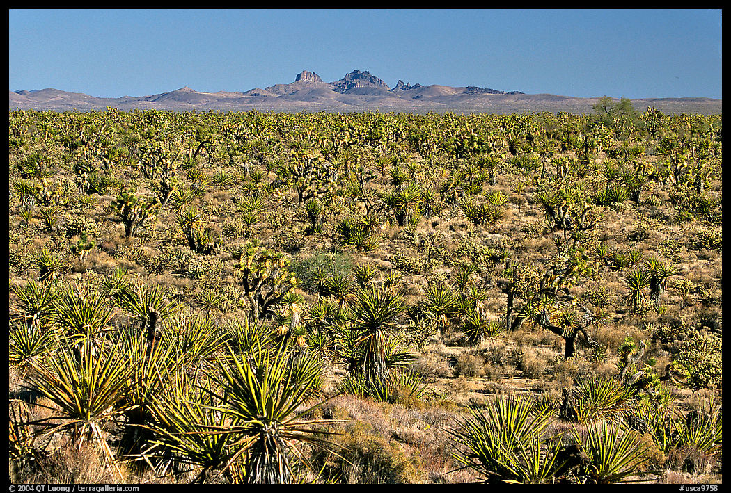 Joshua Trees and Cima Mountains. Mojave National Preserve, California, USA
