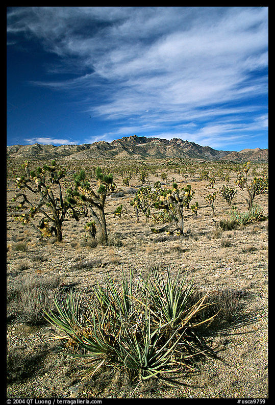 Joshua Trees and Cima Mountains. Mojave National Preserve, California, USA