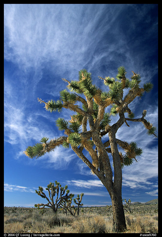 Joshua Trees and clouds. Mojave National Preserve, California, USA