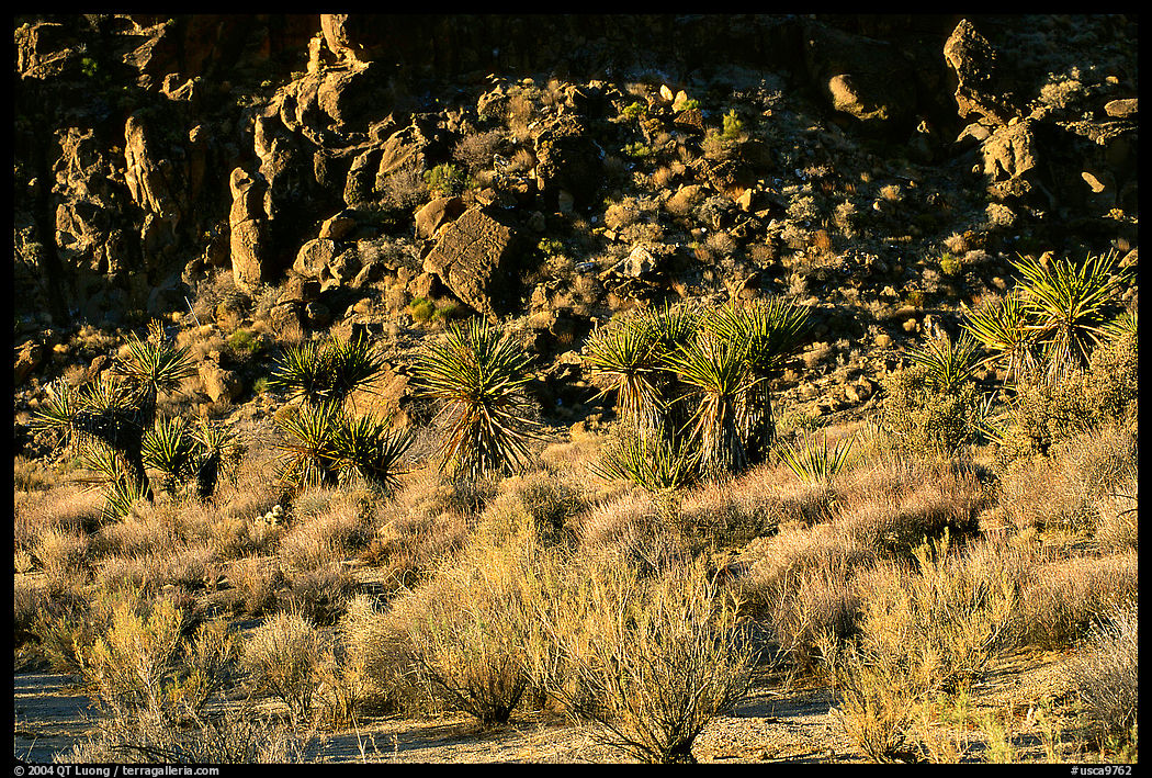 Desert plants and rock formations, Hole-in-the-Wall. Mojave National Preserve, California, USA