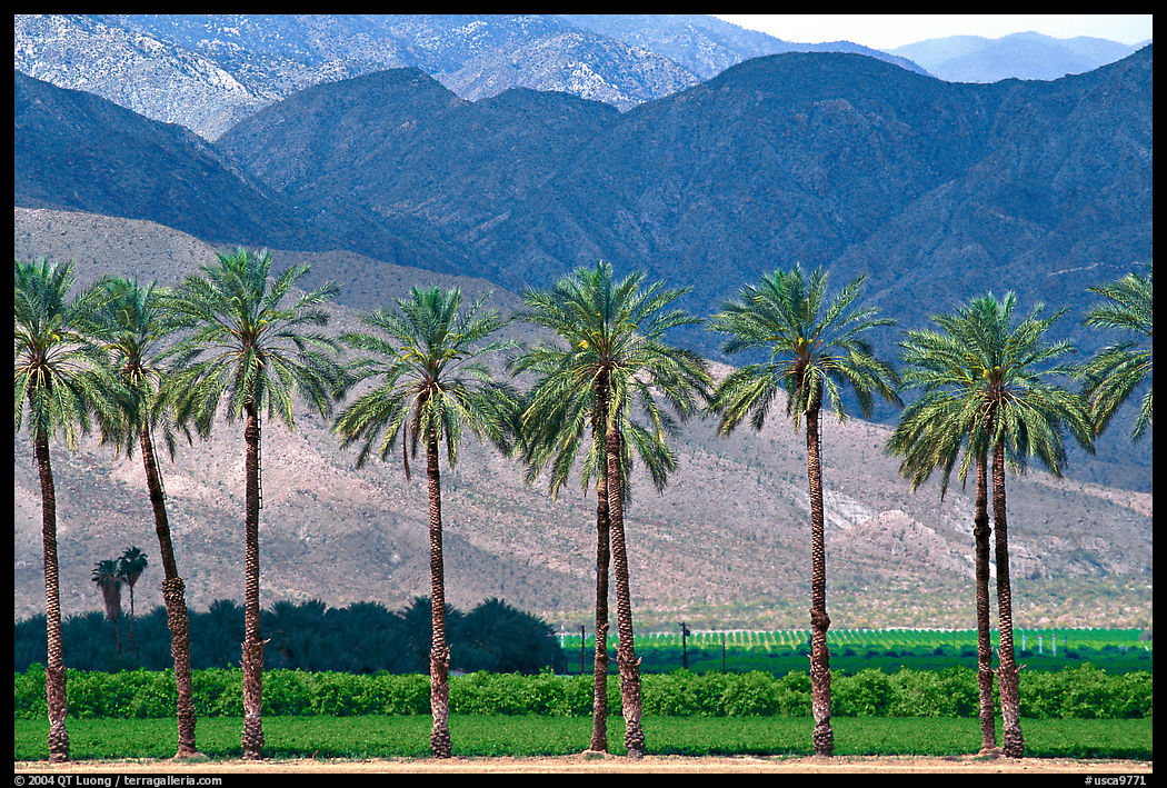 Palm trees and fields in oasis, Coachella Valley. California, USA