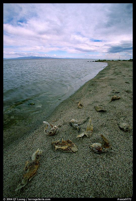 Dead fish on the shores of Salton Sea. California, USA