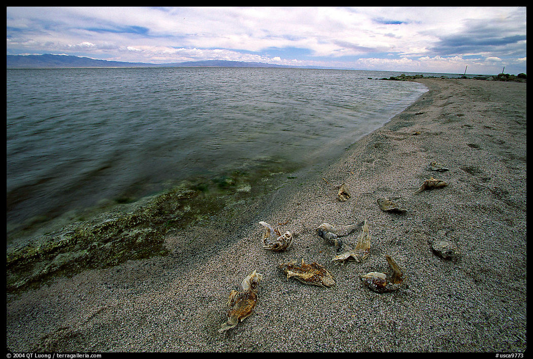 Dead fish on the shores of Salton Sea. California, USA