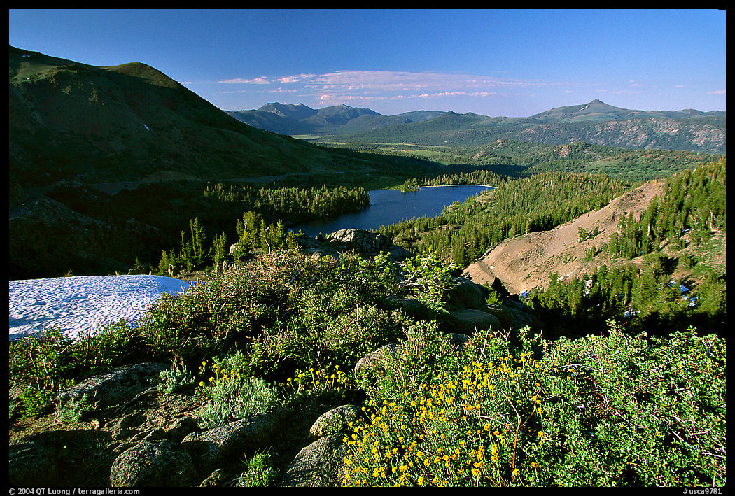 Flowers and Red Lake in the distance, afternoon. Mokelumne Wilderness, Eldorado National Forest, California, USA