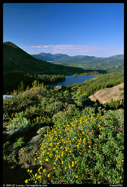 Flowers and Red Lake in the distance. Mokelumne Wilderness, Eldorado National Forest, California, USA
