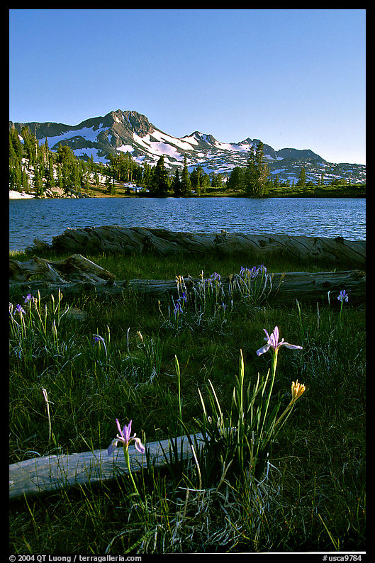 Wild Iris and Frog Lake, afternoon. Mokelumne Wilderness, Eldorado National Forest, California, USA