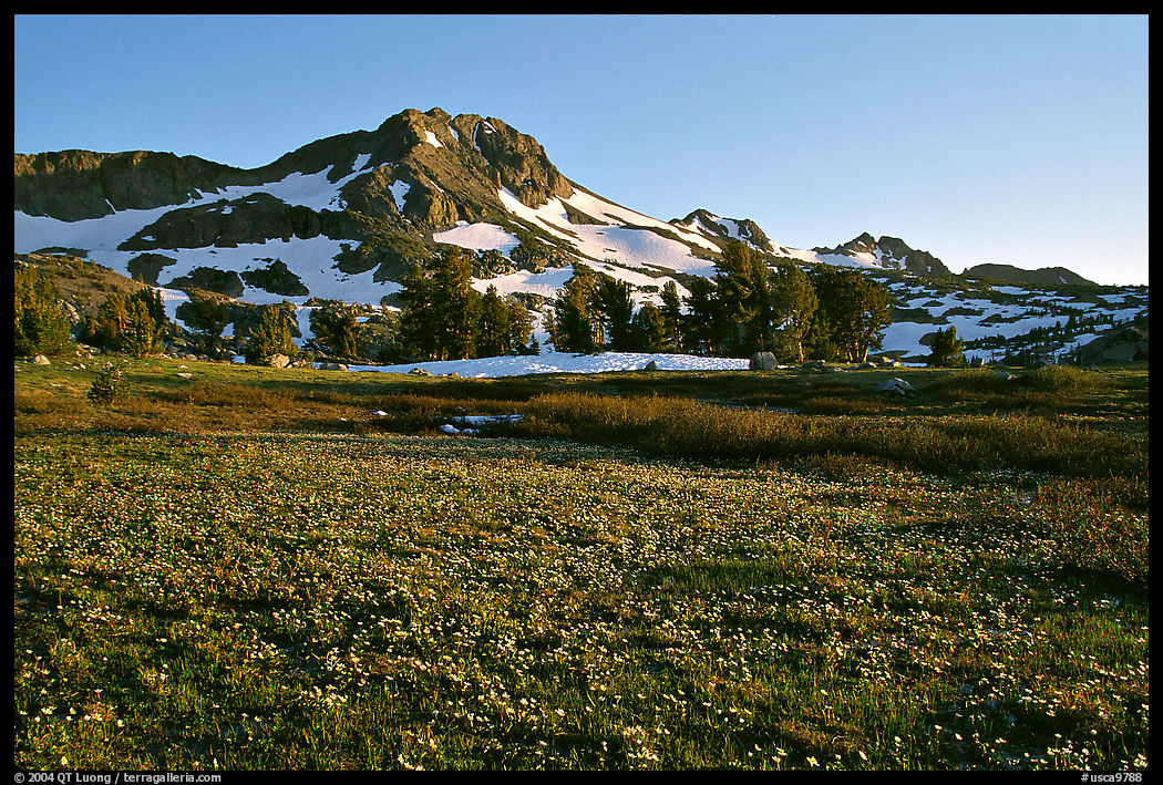 Meadow carpeted with flowers below Round Top Mountain. Mokelumne Wilderness, Eldorado National Forest, California, USA