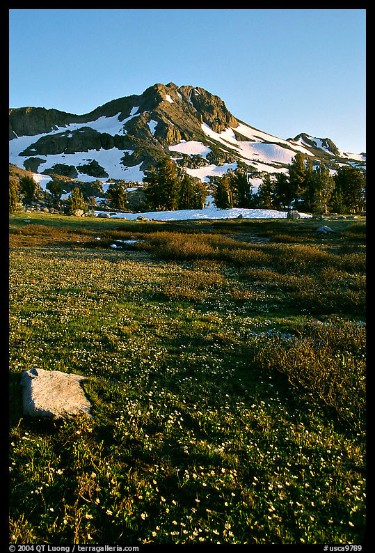 Meadow carpeted with flowers below Round Top Peak. Mokelumne Wilderness, Eldorado National Forest, California, USA