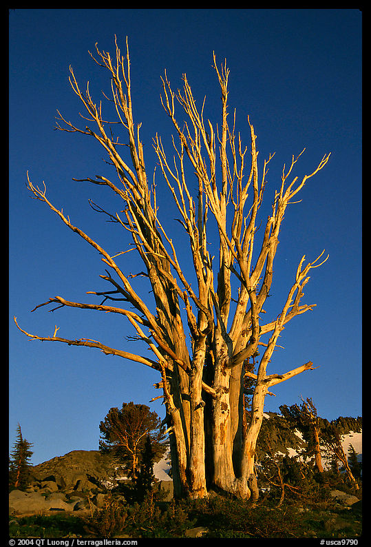 Standing tree squeleton. Mokelumne Wilderness, Eldorado National Forest, California, USA