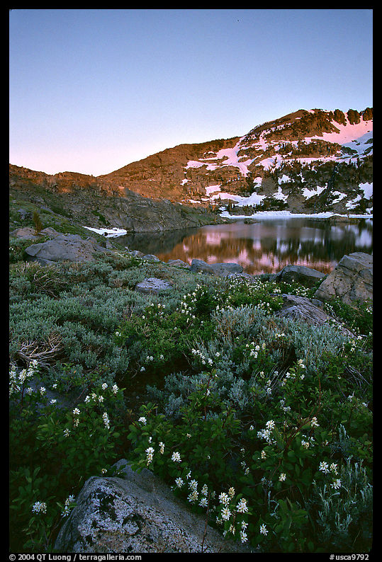 Flowers near Winnemucca Lake, sunset. Mokelumne Wilderness, Eldorado National Forest, California, USA