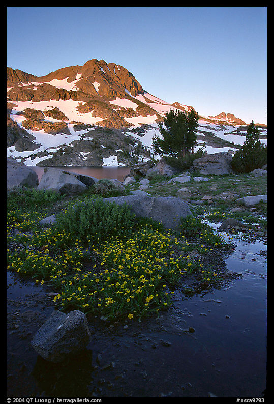 Flowers and Round Top Mountain, sunrise. Mokelumne Wilderness, Eldorado National Forest, California, USA
