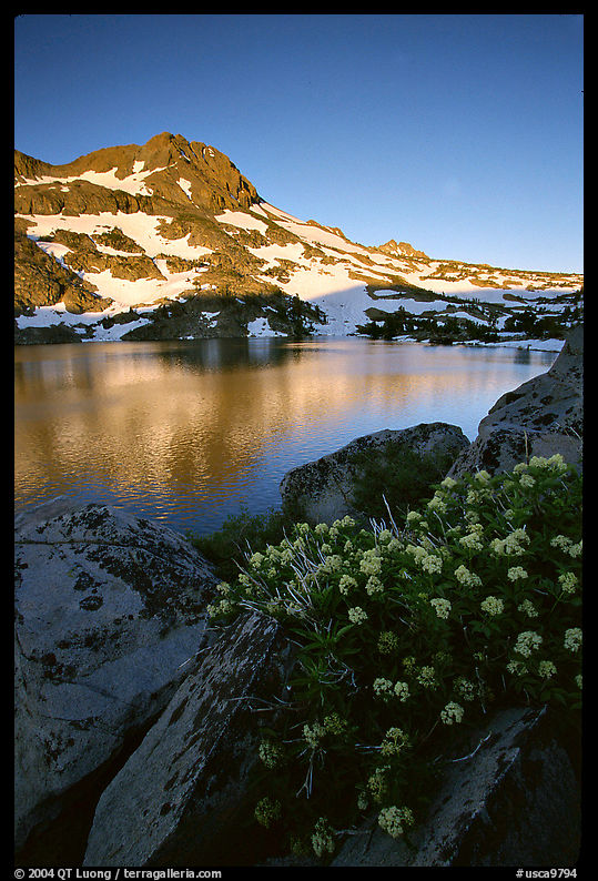 Flowers, Winnemucca Lake,  and Round Top Peak, sunrise. Mokelumne Wilderness, Eldorado National Forest, California, USA