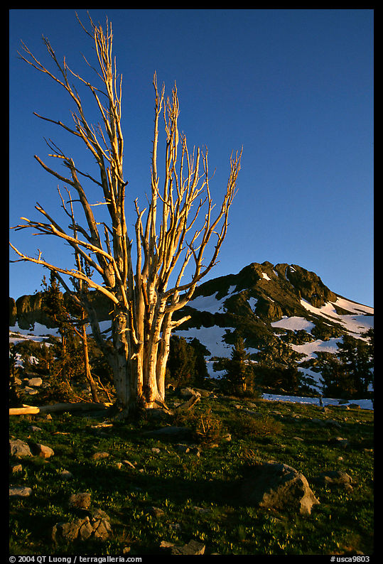 Standing tree squeleton and Round Top Peak. Mokelumne Wilderness, Eldorado National Forest, California, USA