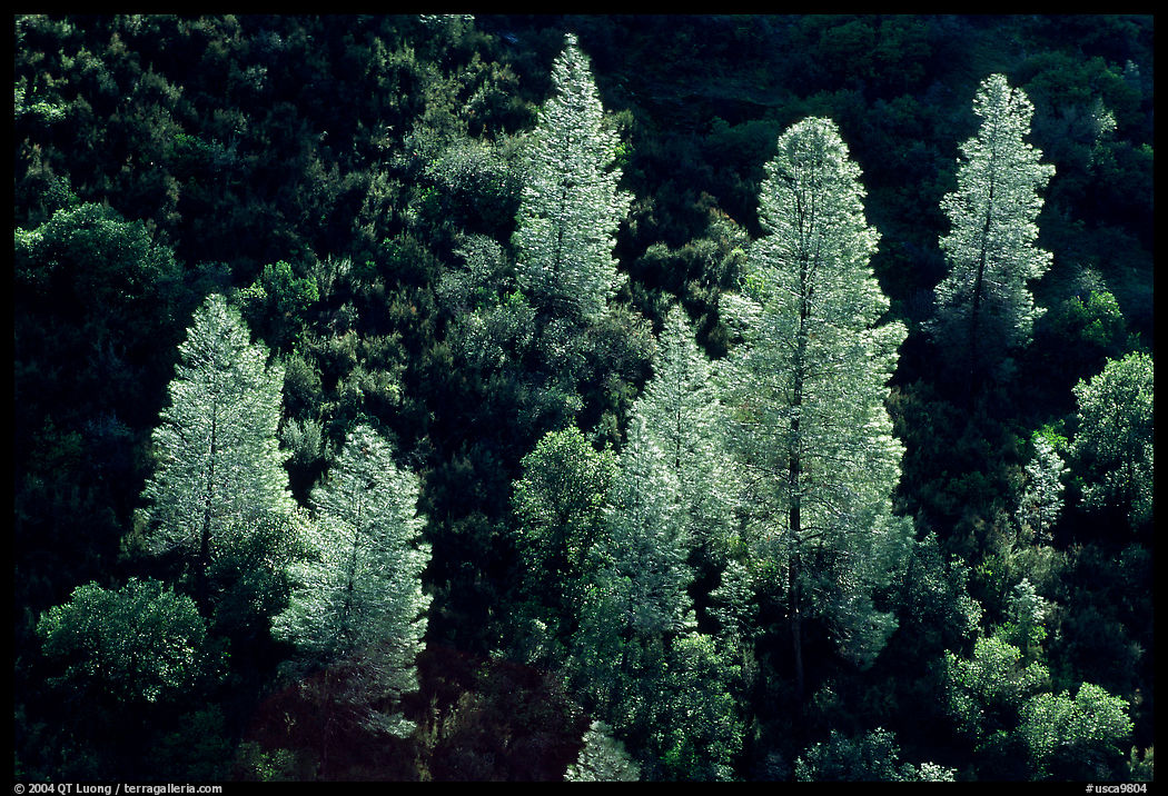 Backlit trees in the spring, Merced River gorge, Sierra National Forest. California, USA