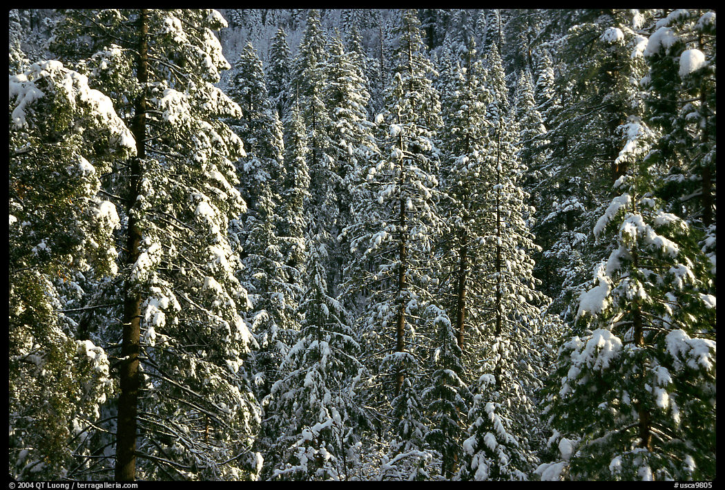 Pine trees with fresh snow, Eldorado National Forest. California, USA