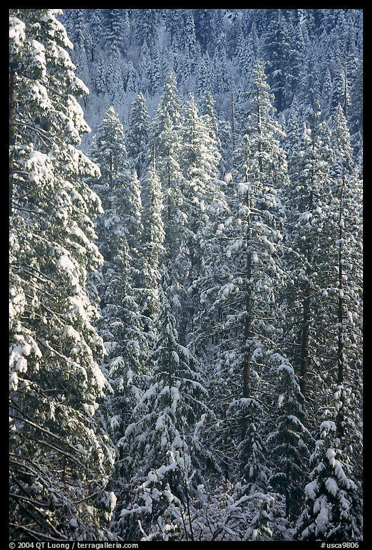 Pine trees with fresh snow, Eldorado National Forest. California, USA