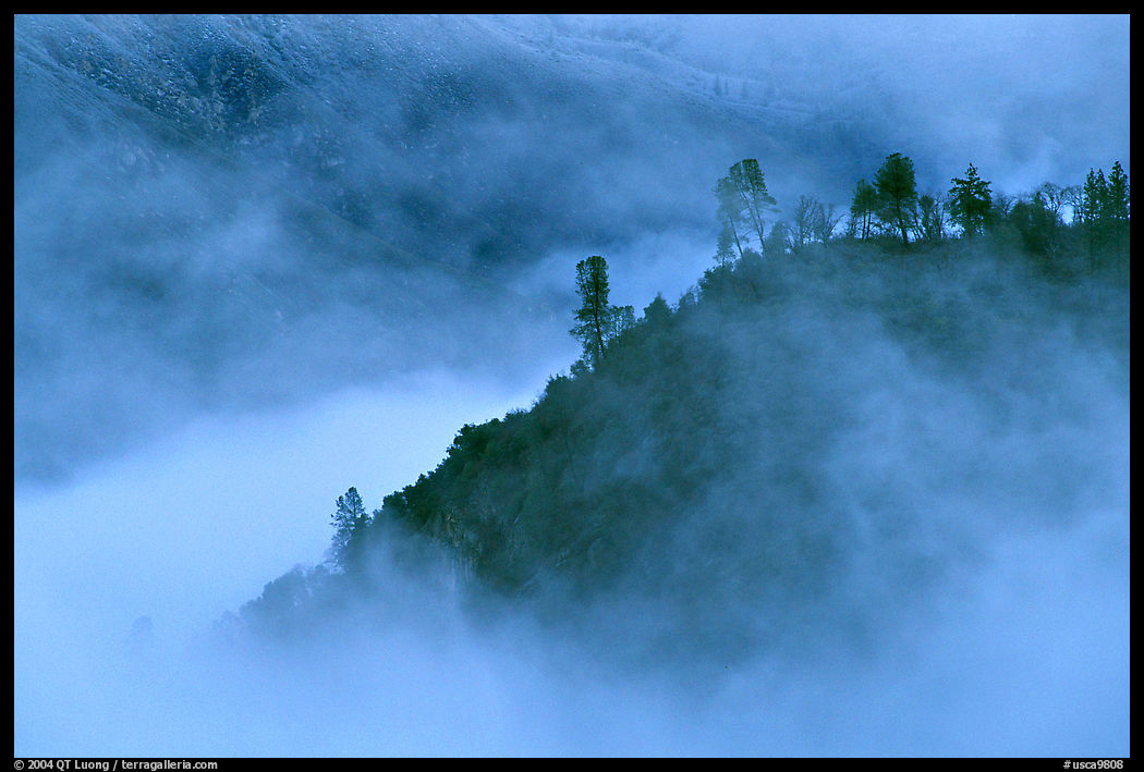 Trees and ridge in fog,  Stanislaus  National Forest. California, USA