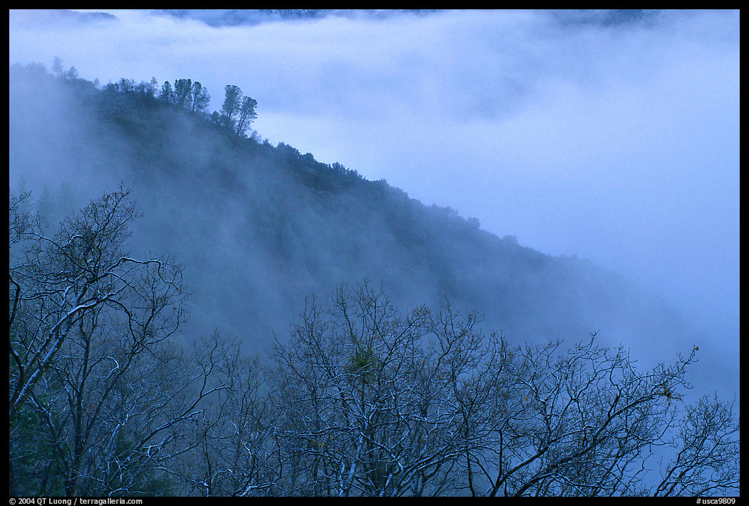 Ridge in fog,  Stanislaus  National Forest. California, USA
