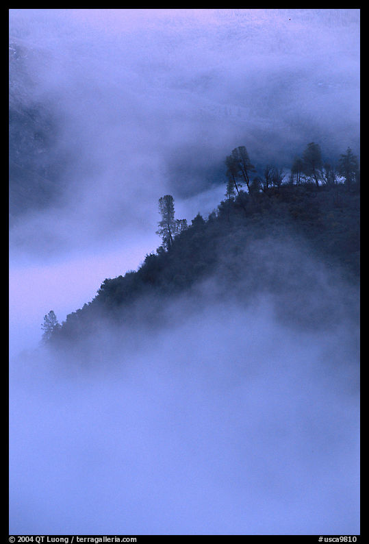 Ridge in fog,  sunrise, Stanislaus  National Forest. California, USA