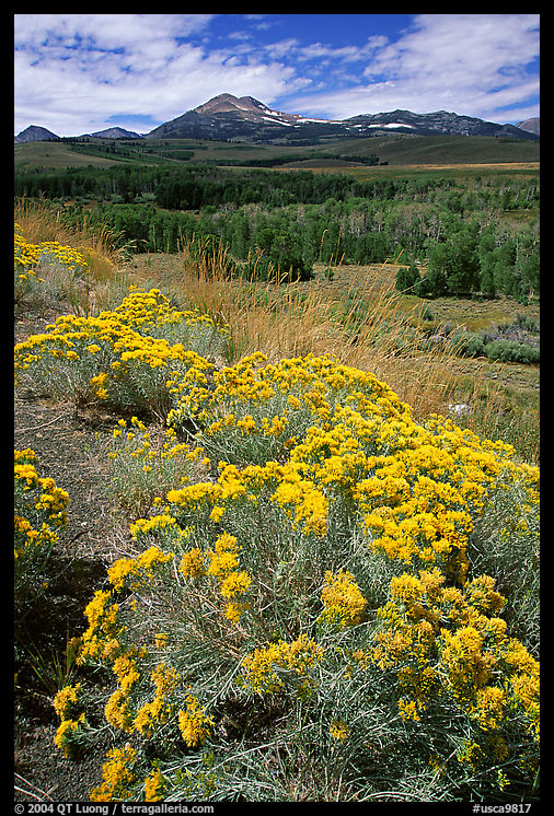 Flowering Sage and Sierra, Conway summit. California, USA