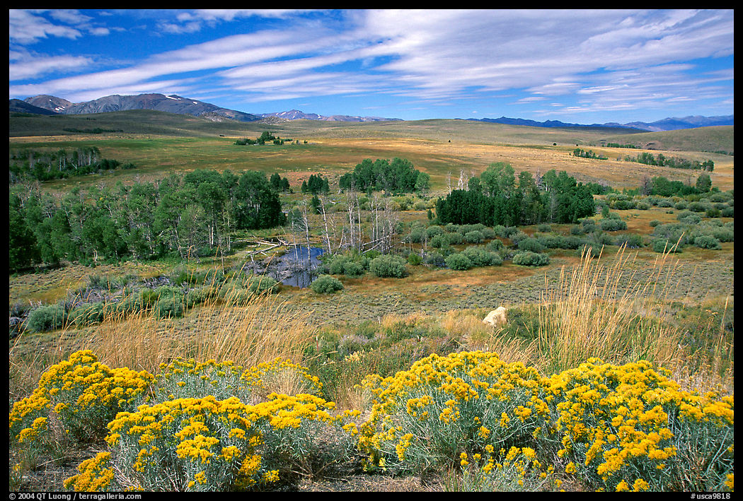Flowering Sage and Sierra,  Conway summit. California, USA