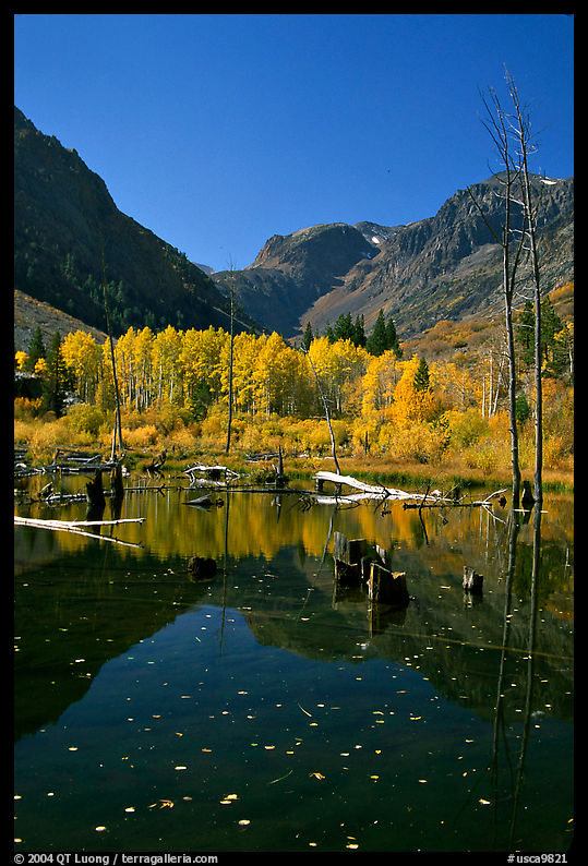 Pond and trees in fall colors, Lundy Canyon, Inyo National Forest. California, USA