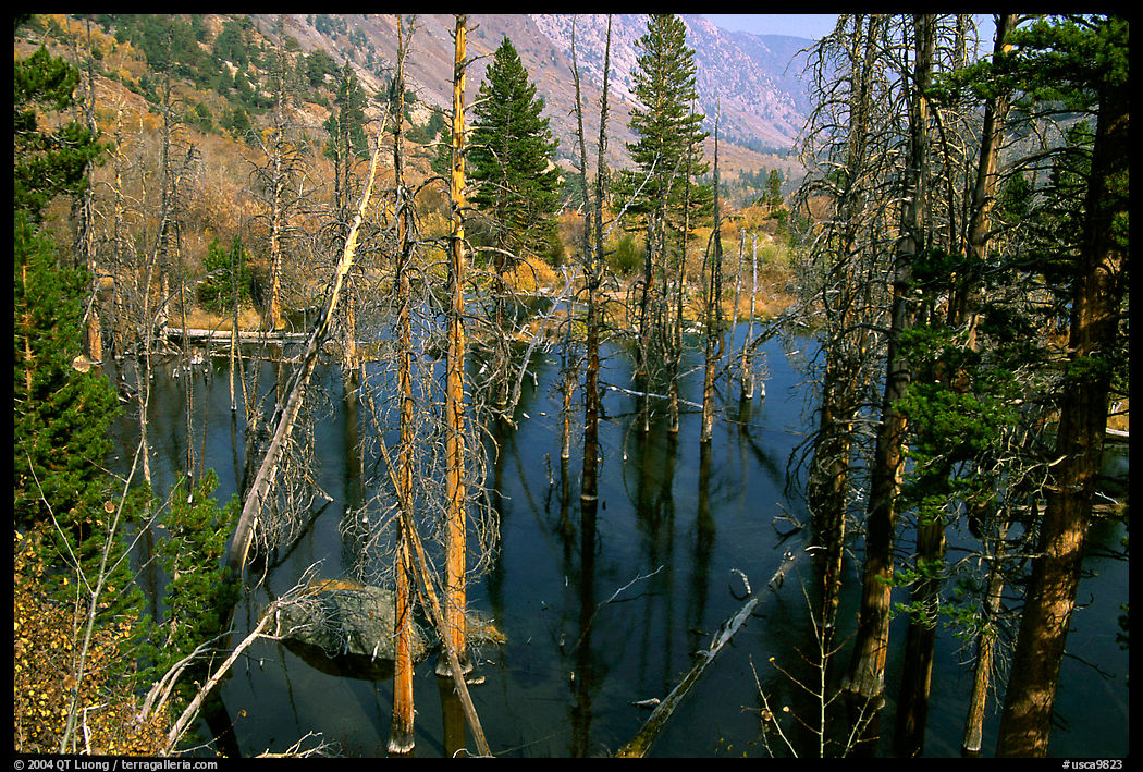 Beaver Pond, Lundy Canyon, Inyo National Forest. California, USA