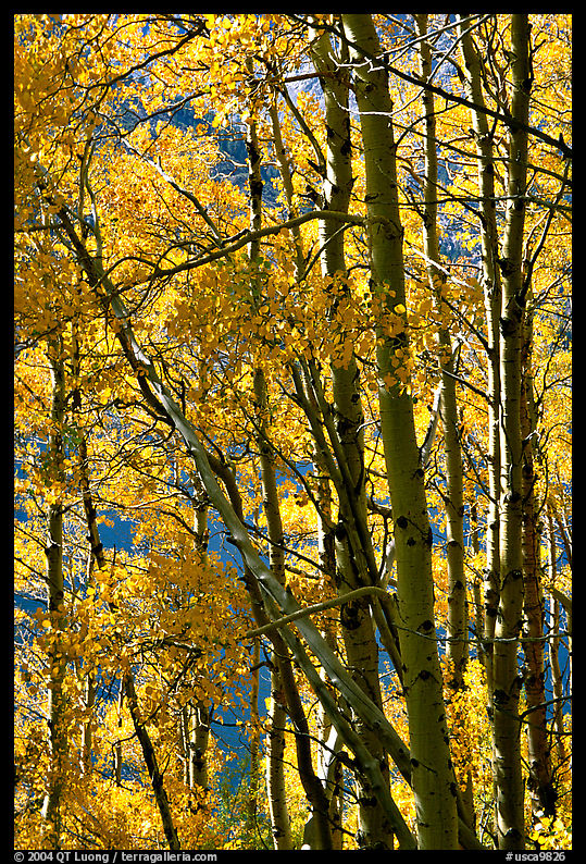 Aspens in the fall, Lundy Canyon, Inyo National Forest. California, USA