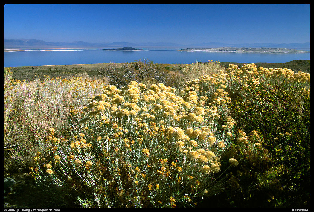 Sage and lake seen from the visitor center. Mono Lake, California, USA
