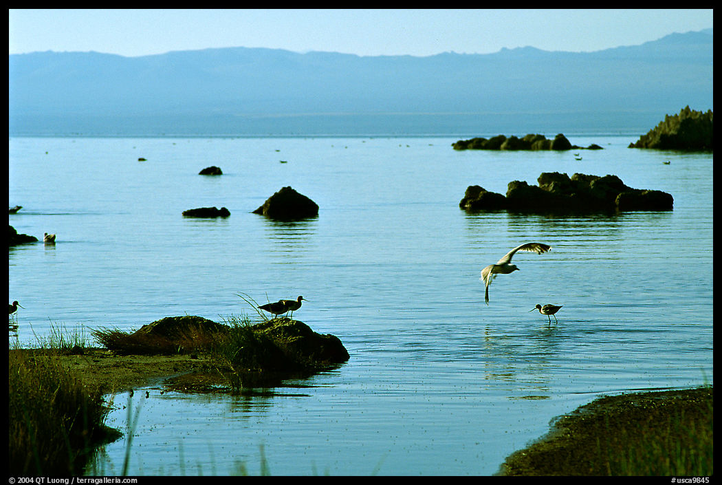 Migratory birds. Mono Lake, California, USA